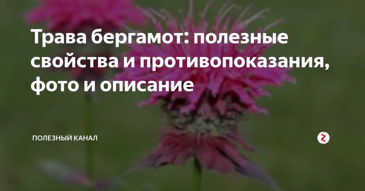 Бергамот цитрус. Бергамот дерево. Бергамот бергамия. Бергамот полезные свойства и противопоказания. Бергамот полезные свойства и противопоказания.