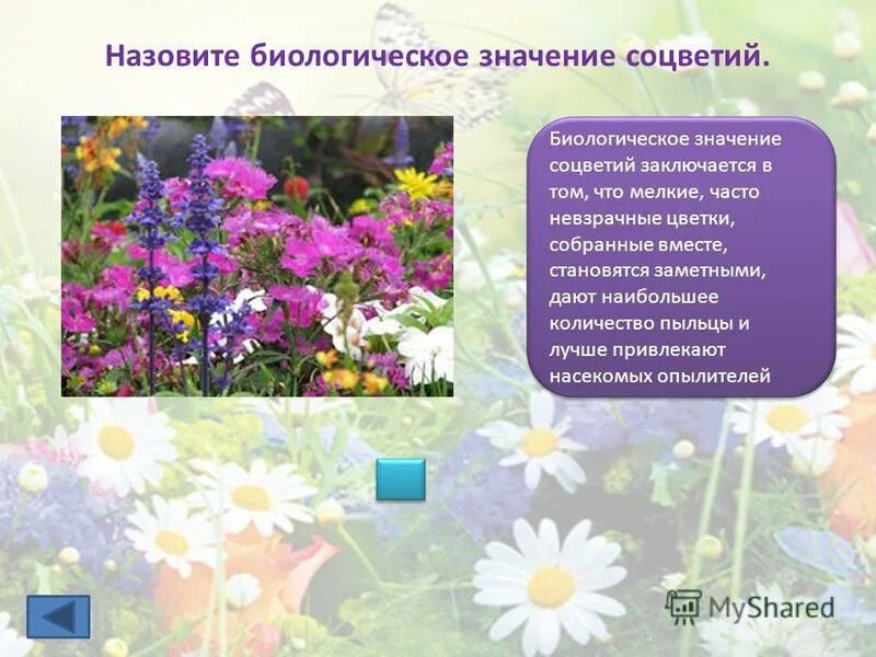 Биологическое значение соцветий состоит в том. Биологические знание соцветий. Биологическое значение соцветий состоит в том. Биологическое значение соцветий состоит в том. Биологическое значение соцветий состоит в том.