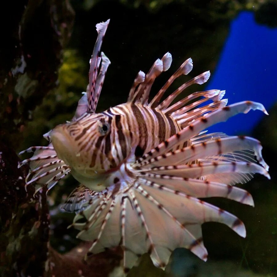 Рыба крылатка Зебра. Рыба крылатка Зебра ядовитая. Pterois volitans. Полосатая крылатка рыба. Крылатка фото