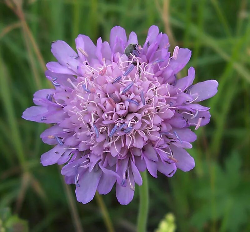 Короставник фото. Knautia arvensis. Растение короставник полевой. Короставник ворсянколистный. Короставник татарский (Knautia tatarica).