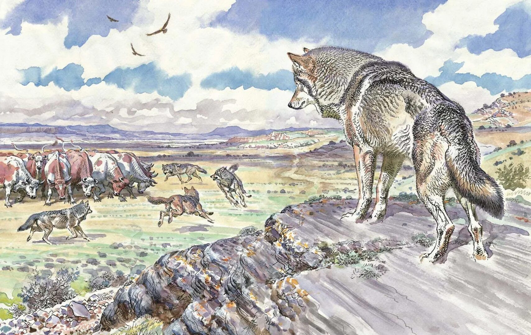 Сетон томпсон волк. Виннипегский волк фотография. Лобо сетон томпсон рисунок. Сетон томпсон лобо иллюстрации. Эрнест сетон-томпсон: лобо.