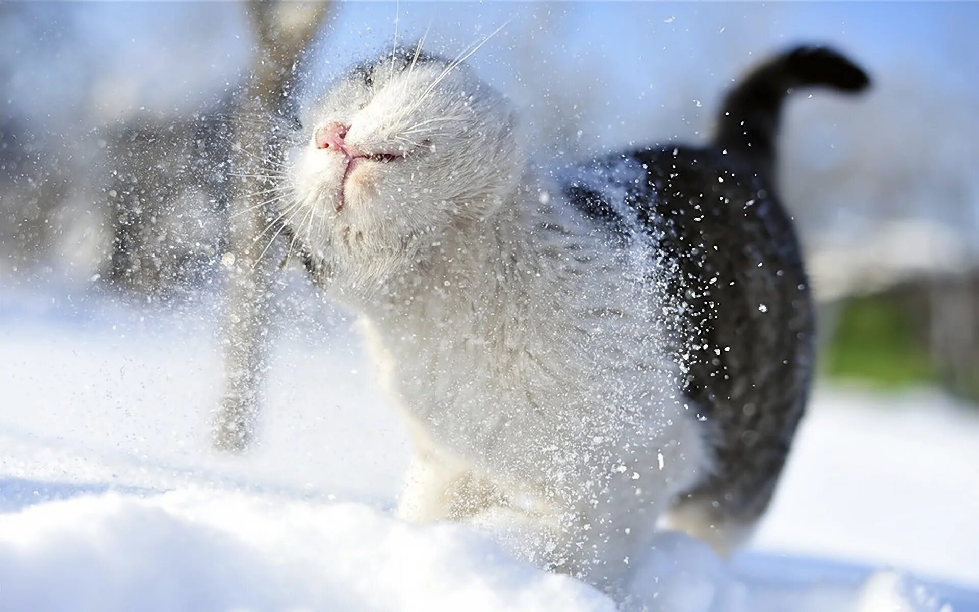 Животное снежок. Аляскинский снежный кот. Зимние котики. Пушистая зима. Небольшой снег.