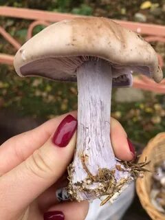 Коричневая шляпка белая ножка