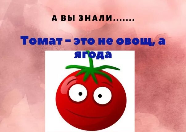 Почему помидор это овощ. Томат это фрукт или овощ. помидор это ягода или овощ или фрукт. помидор это ягода. помидор это ягода или фрукт.
