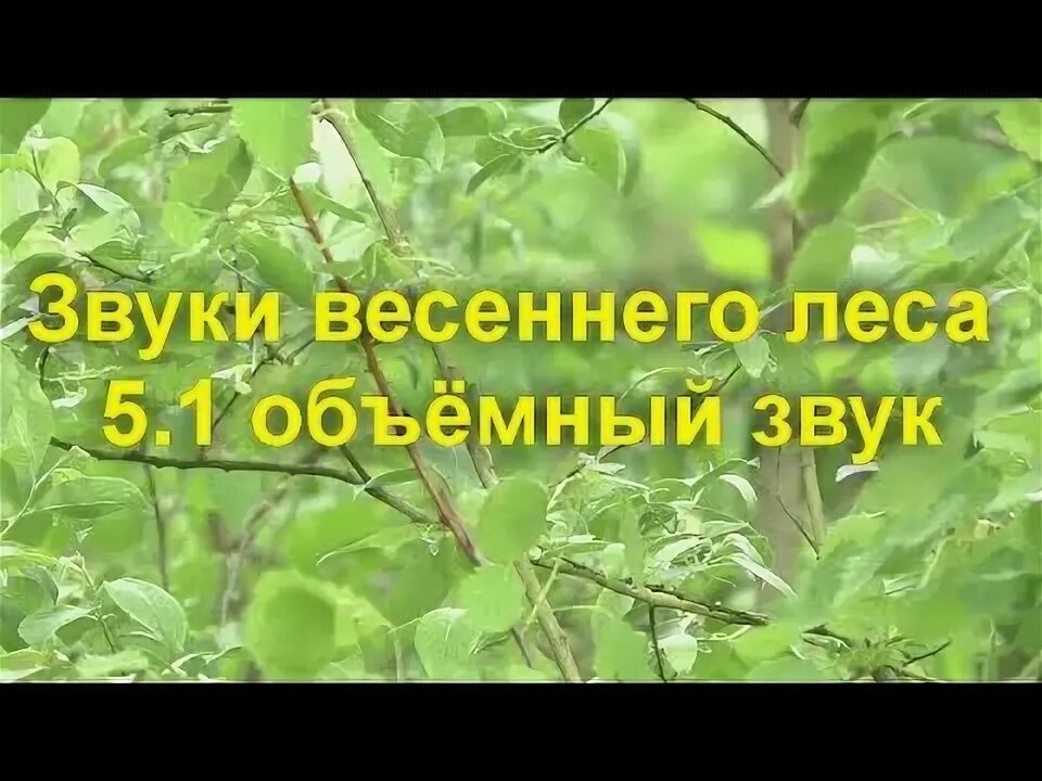 Скворцы вестники весны. Какие звуки весной. Звук весной. Мотоцикл ожидание и реальность. Какие звуки весной.
