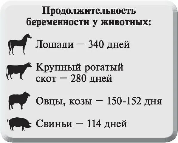 Сроки беременности у животных. Сроки беременности у СХ животных. Продолжительность беременности у животных таблица. Продолжительность беременности у животных в месяцах.