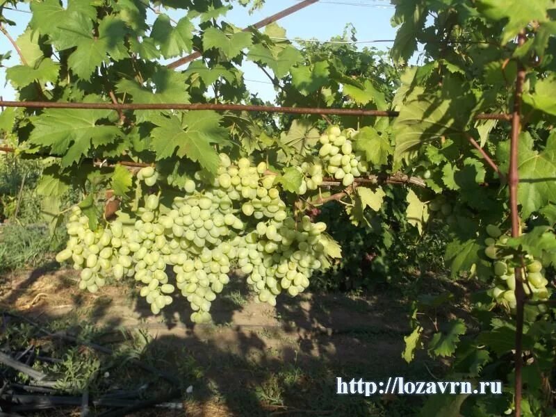 Виноград олигарх. Виноград монарх. сорт винограда монарх. монарх виноград технический винный. листья винограда монарх.