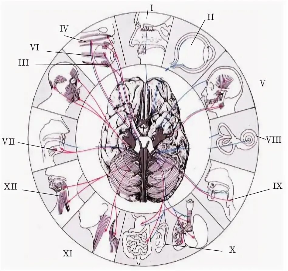 Количество нервов в головном мозге. ЧМН 12 пар. 12 Пар черепно мозговых нервов. Пары черепно мозговых нервов анатомия. Черепно-мозговые нервы 12 пар таблица.