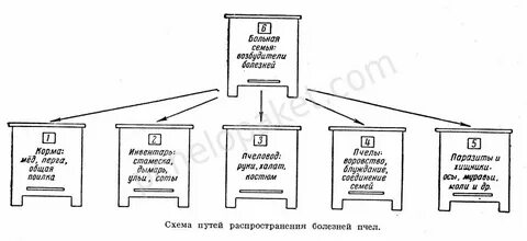 Учет пчел