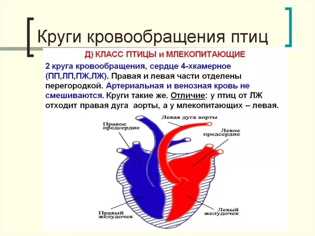 Какая кровь в сердце у млекопитающих. Большой и малый круг кровообращения у птиц. Кровеносная система птиц круги кровообращения. Малый круг кровообращения у птиц. Маалый круг кровообращенияптиц.