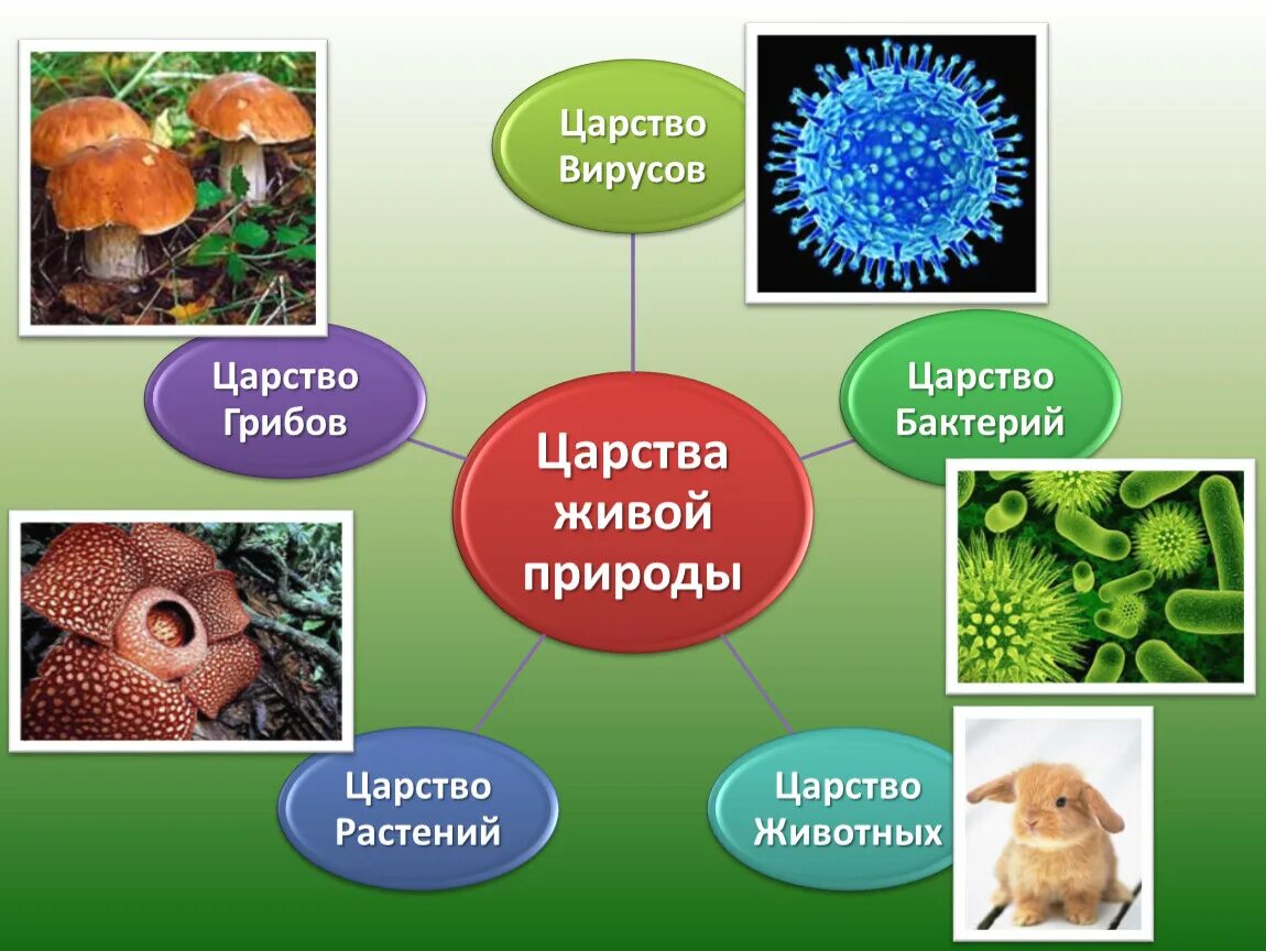 Царство животных царство растений царство грибов царство бактерий. Царство растений животных грибов бактерий вирусов. Царства живой природы Соловьев. Царство животных растений грибов бактерий.