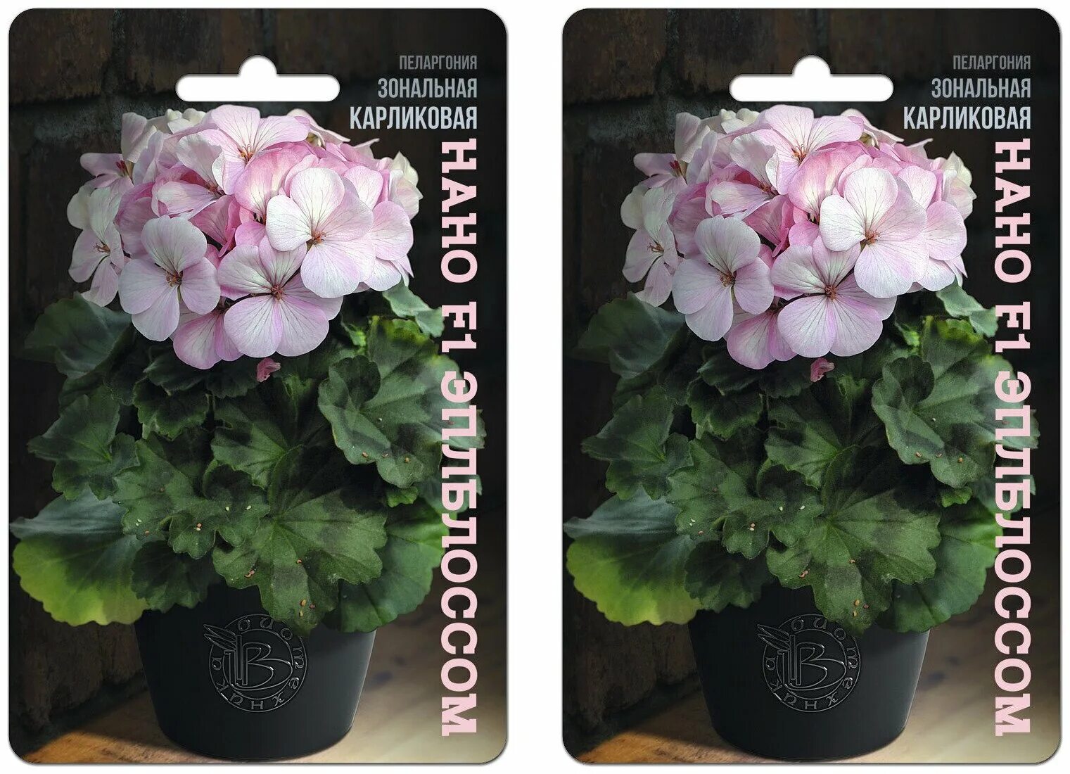 пеларгония зональная nano scarlet. педаргония нанолососевая. пеларгония нано отзывы. пеларгония мультиблум f1 виолет. пеларгония нано отзывы.