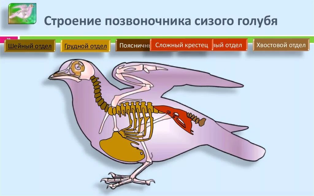 Отделы скелета сизого голубя. Скелет сизого голубя 5 отделов. Строение скелета позвоночника птицы. Строение скелета сизого голубя. Строение скелета голубя