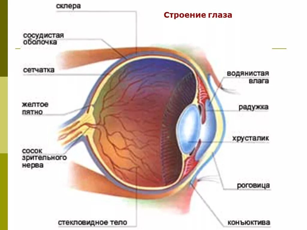 Строение глаза глазное яблоко. Строение зрительного анализатора глазное яблоко. Анатомические структуры глаза анатомия. Горизонтальный разрез глазного яблока анатомия. Внутреннее строение глазного яблока горизонтальный разрез.