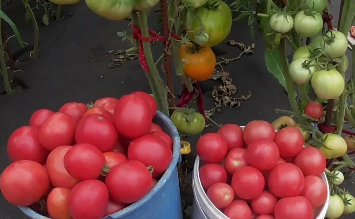 Купить семена томата настенька. Томат Настя Сибирячка. Сорт томата Настенька. Сорт томата Настя. Томат Настенька на кусту.