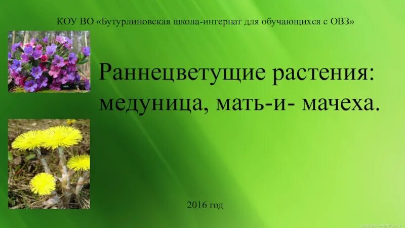 Сообщение о раннецветущих растениях 2 класс. Ранне цветушие растения. раннецветущие растения 2 класс. раннецветущие травы 2 класс. раннецветущие цветы окружающий мир 2 класс.