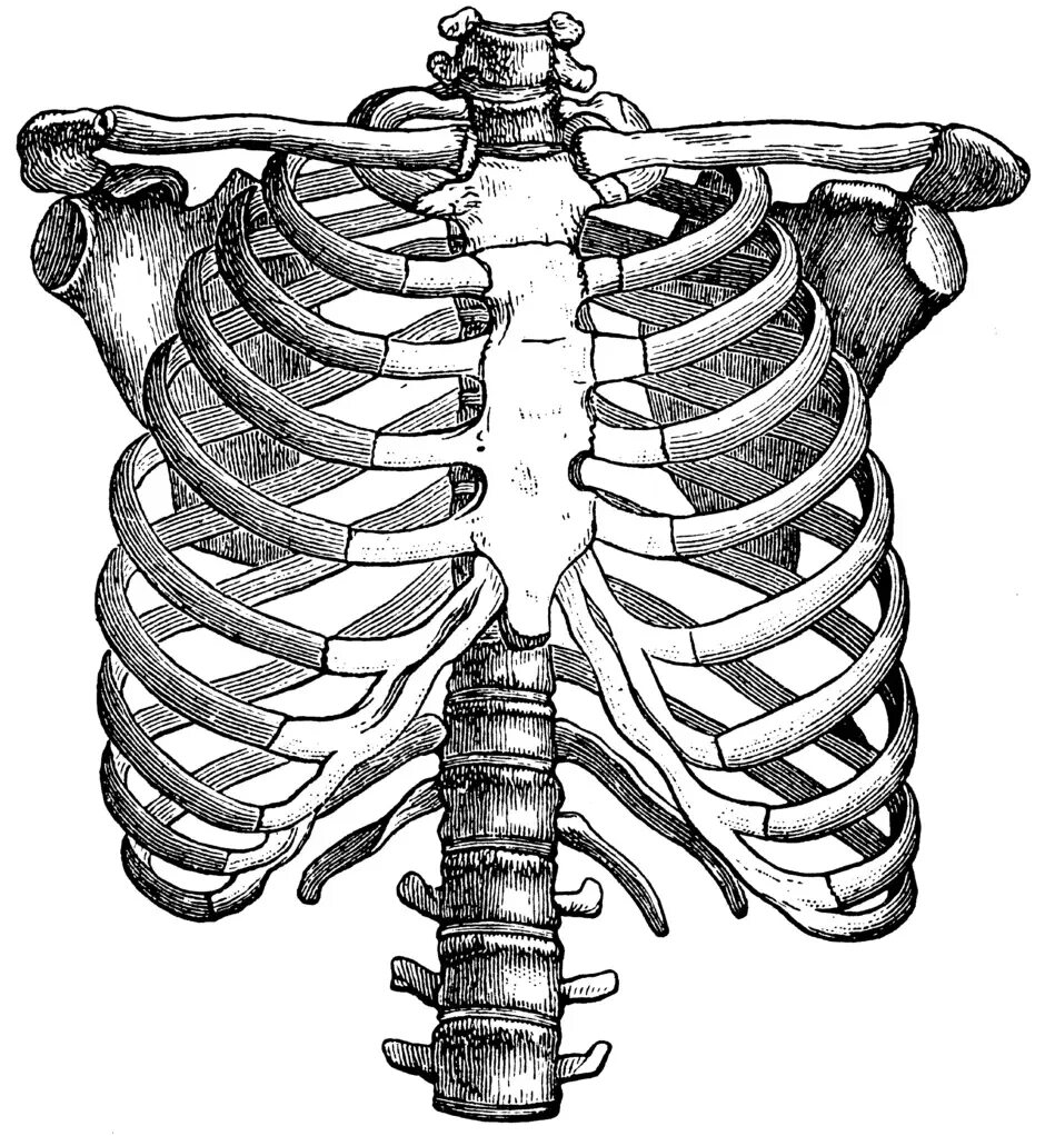 Скелет грудной клетки ребра. Скелет грудной клетки анатомия. Анатомия скелет грудной клетки ребра Грудина. Человеческая грудная клетка скелет.