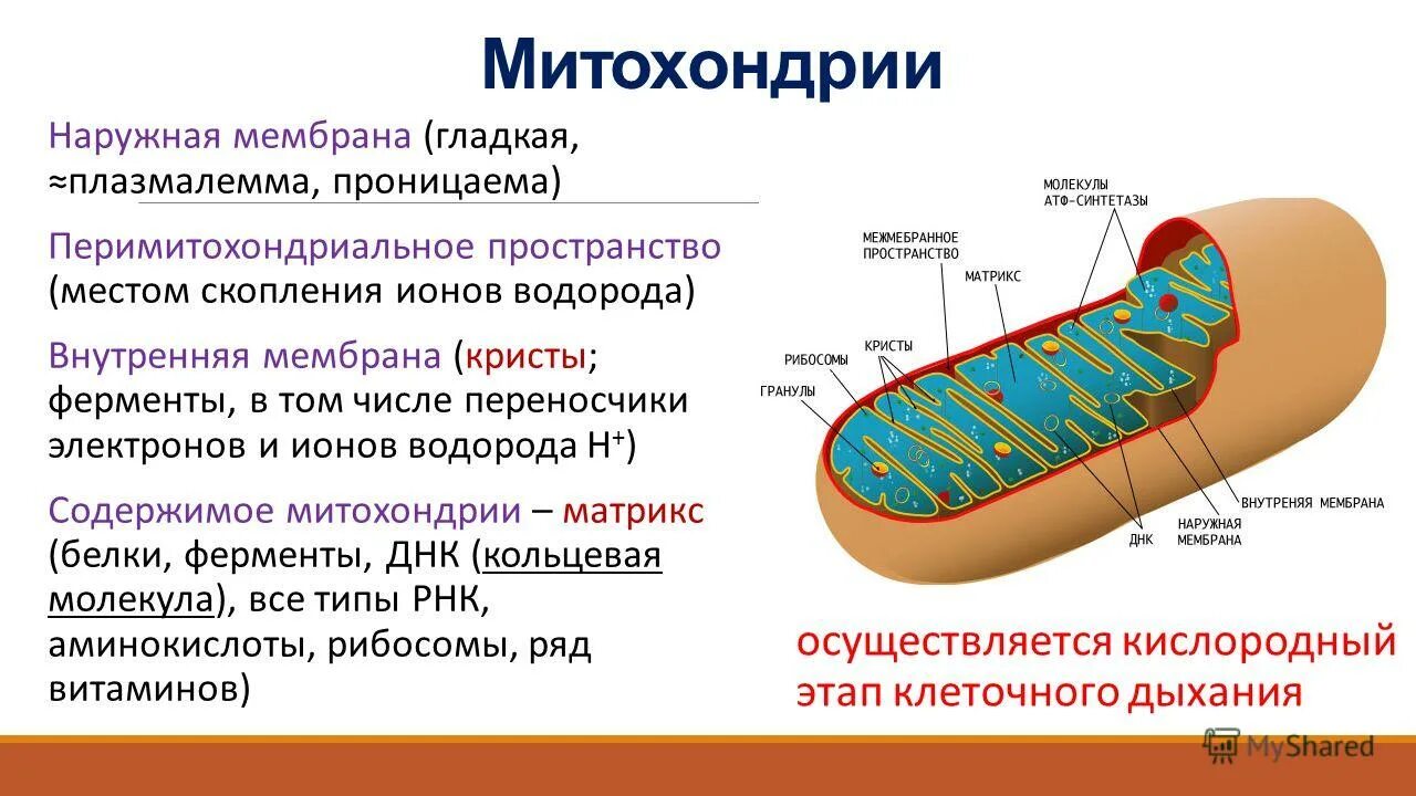 Кристы митохондрия внутренняя мембрана наружная мембрана. Строение матрикса митохондрий. Матрикс внутреннее содержимое митохондрий. Митохондрии двухмембранный органоид. Матрикс внутреннее содержимое митохондрий.