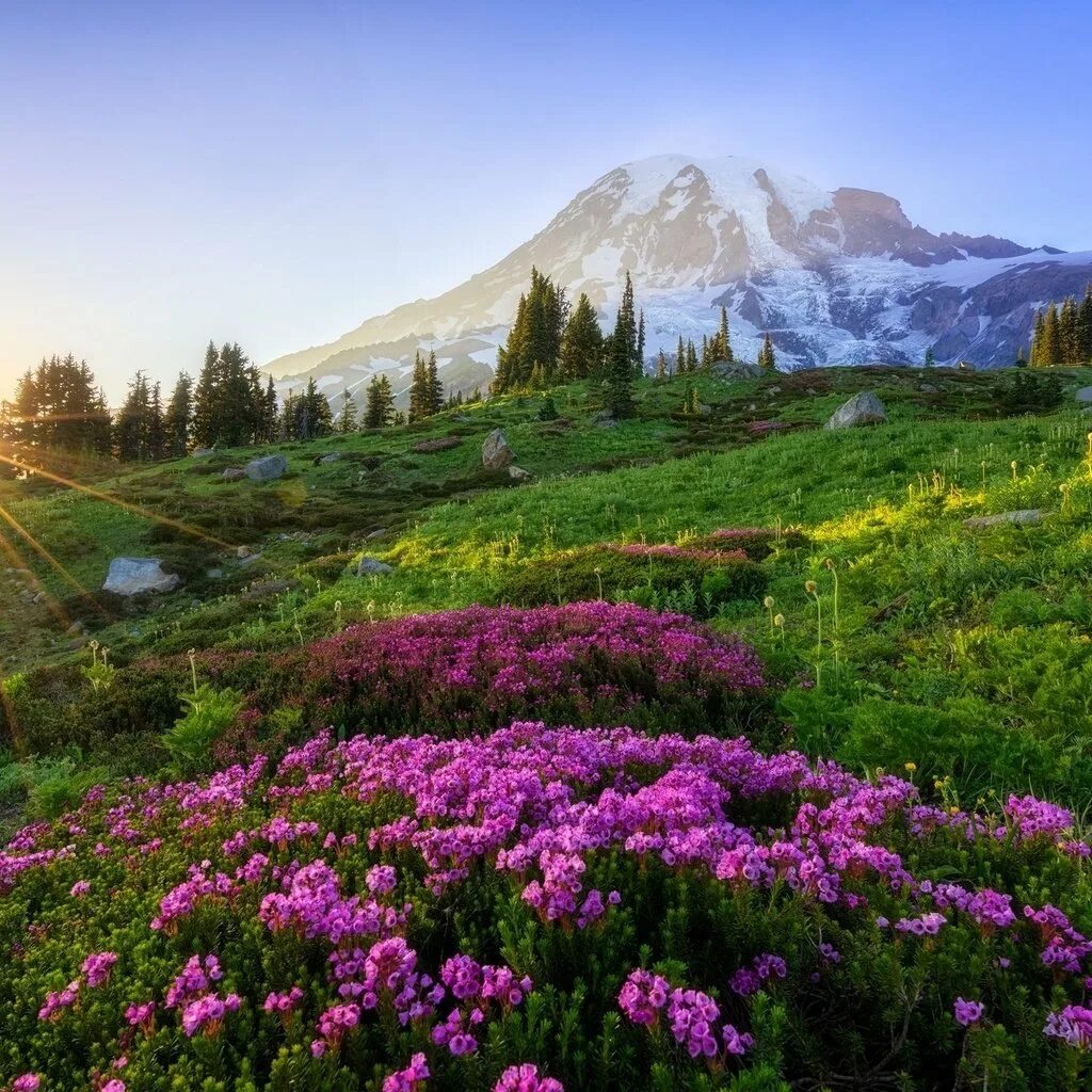 Flowers valley. Альпийские Луга Кавказа . Эдельвейс. Рододендрон в горах Монти-Сибиллини. Национальный парк Олимпик Луга горы цветы Поляна. Ландшафт Альпийские Луга.