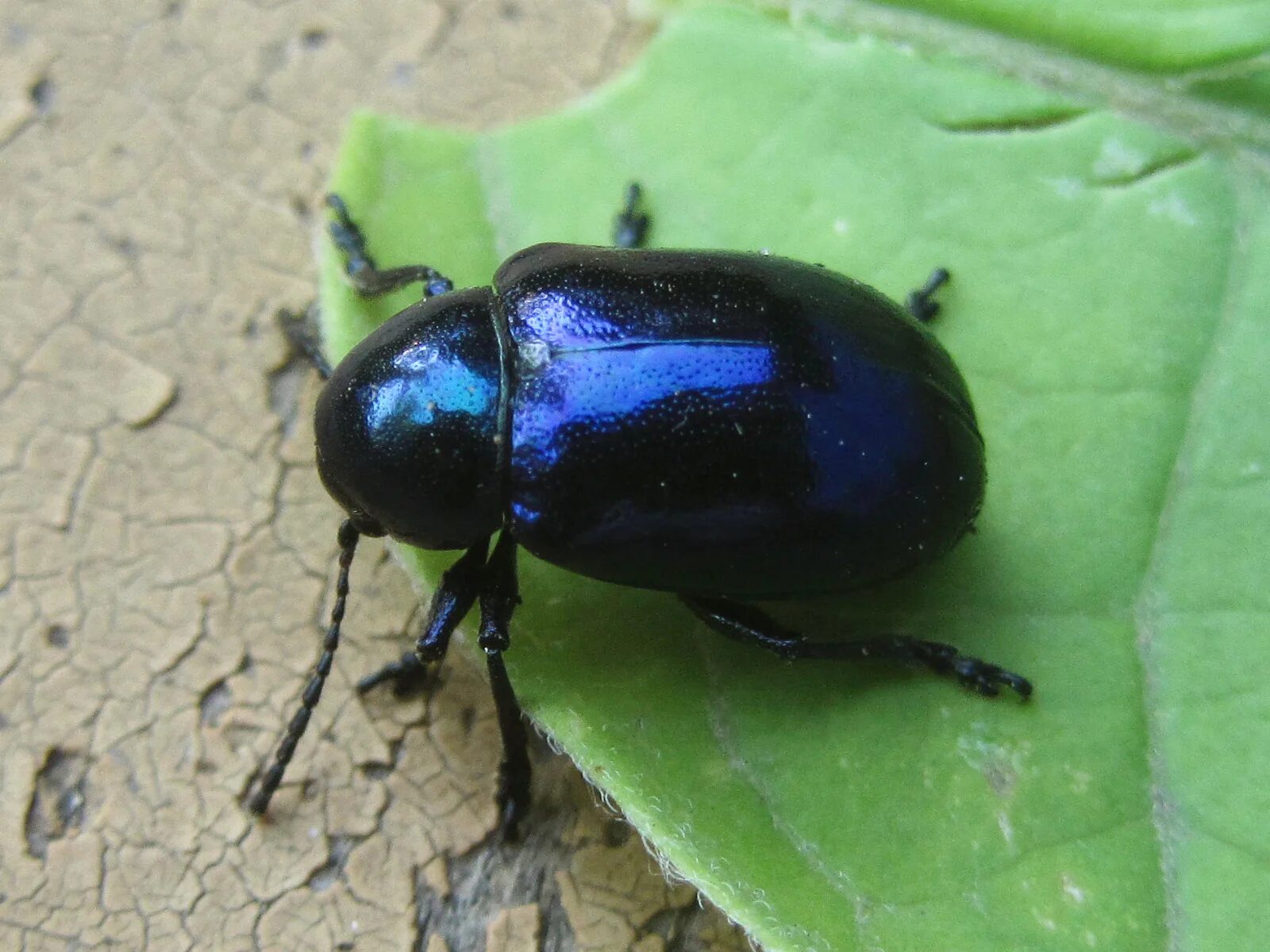 Синь жук. Синие жуки листоеды. тополевый листоед (chrysomela (melasoma) populi).. chrysochus cobaltinus. синий металлический листоед.