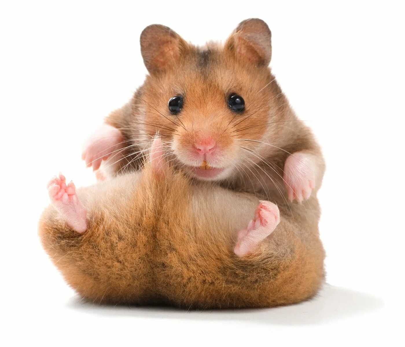 Джунгарский хомяк фото. Хомяк сирийский. Джунгарские хомячкипушыстые. Красивый хомяк. Хамстел.