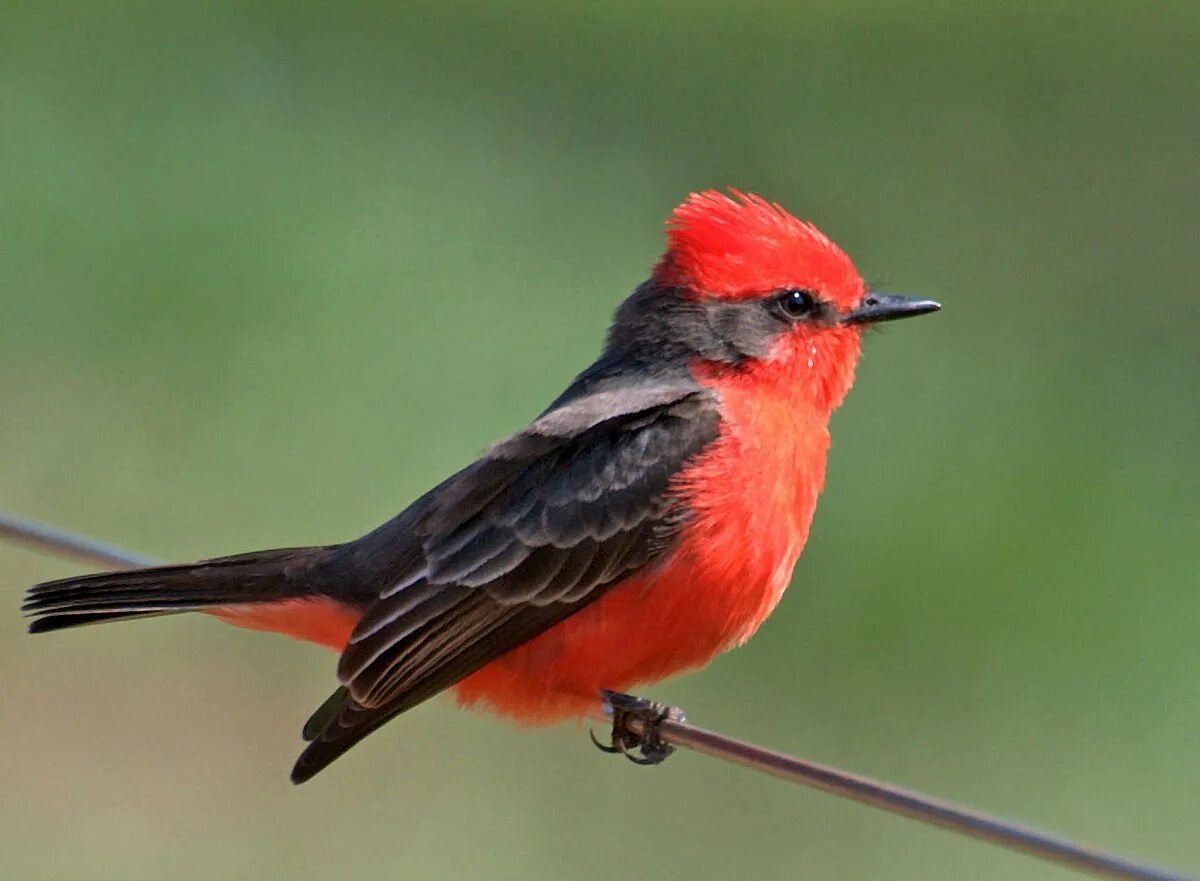 Маленький красный хвост. Vermilion Flycatcher. Птичка Vermilion Flycatcher. Красногрудая чекановая трясогузка. Красногрудая мухоловка.