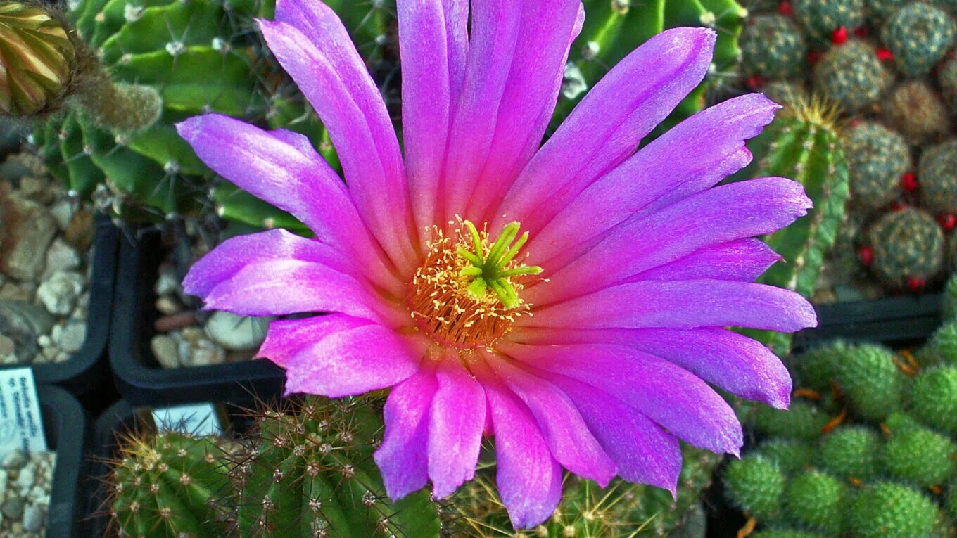 Эхиноцереус пальмера echinocereus palmeri. Эхиноцериус. Эхиноцереус пульхелус амоенус. Кактус echinocereus. Эхиноцереус ночной.