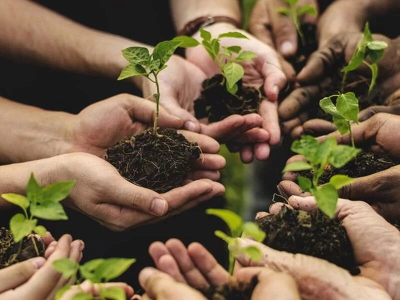 Planted area. Plantarea. Plant Trees. Экопродюсер картинка. Картинки прямоугольные девушка в руках рост доходов и деревцаходов.