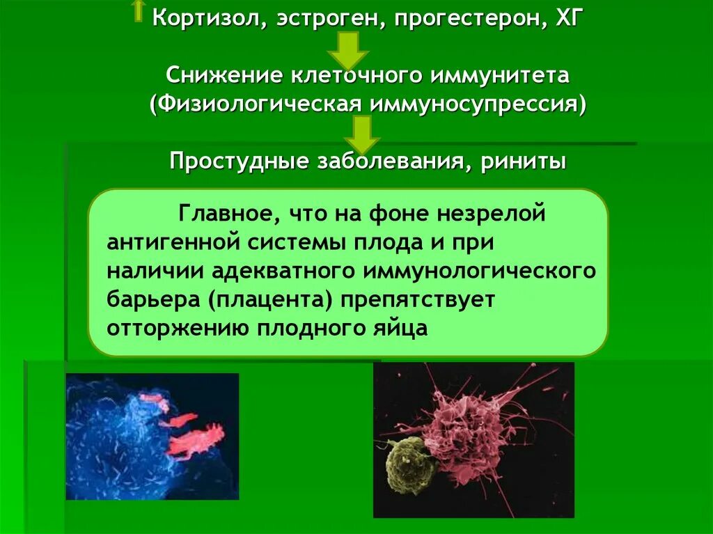 Прогестерон картинки. Кортизол строение. Гормональный лишний вес. Кортизол и эстроген. Высокий кортизол.