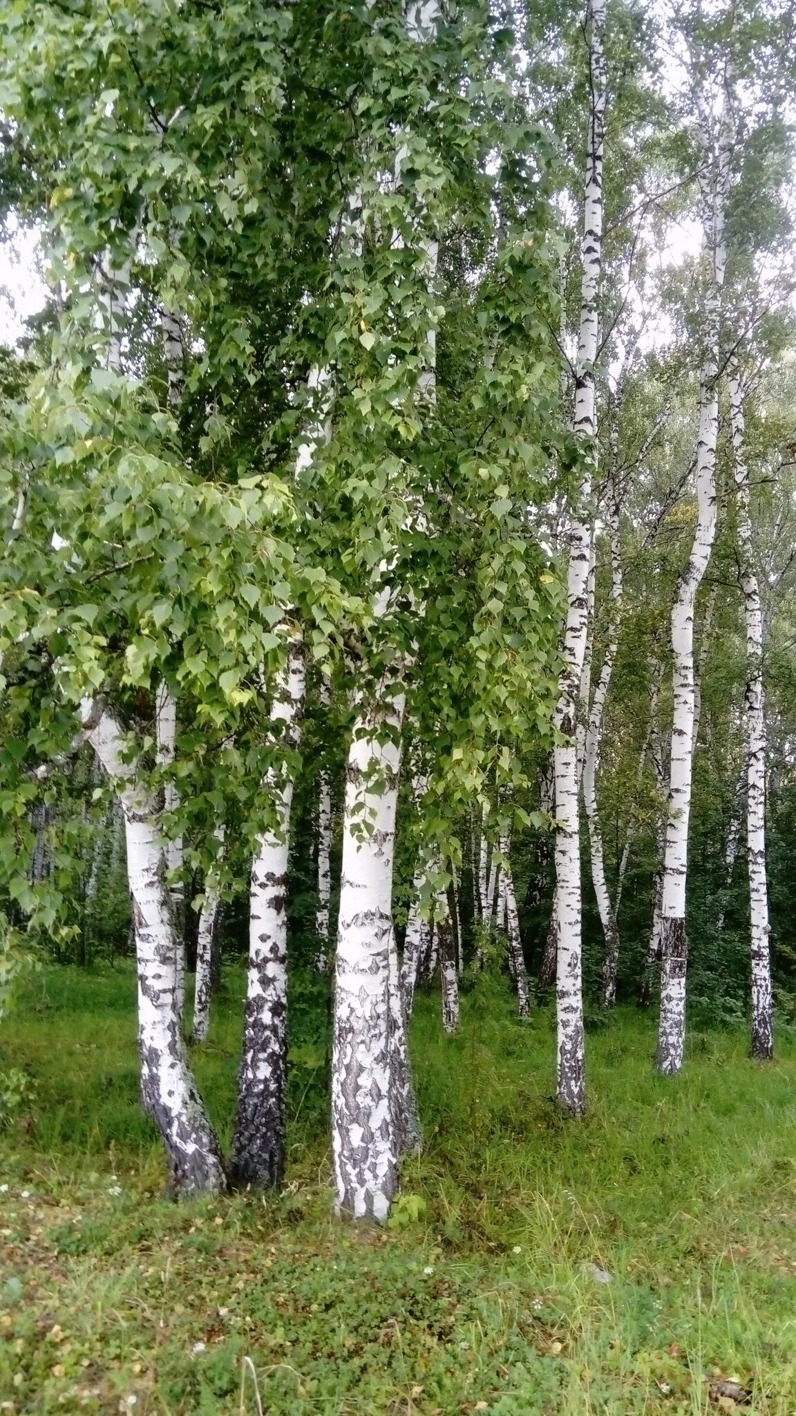 Средний березка. Сибирская береза. Берёза среднего Урала. Береза обыкновенная. Березовая роща Белгород.