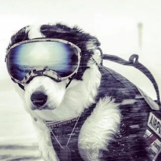 Cool dog
