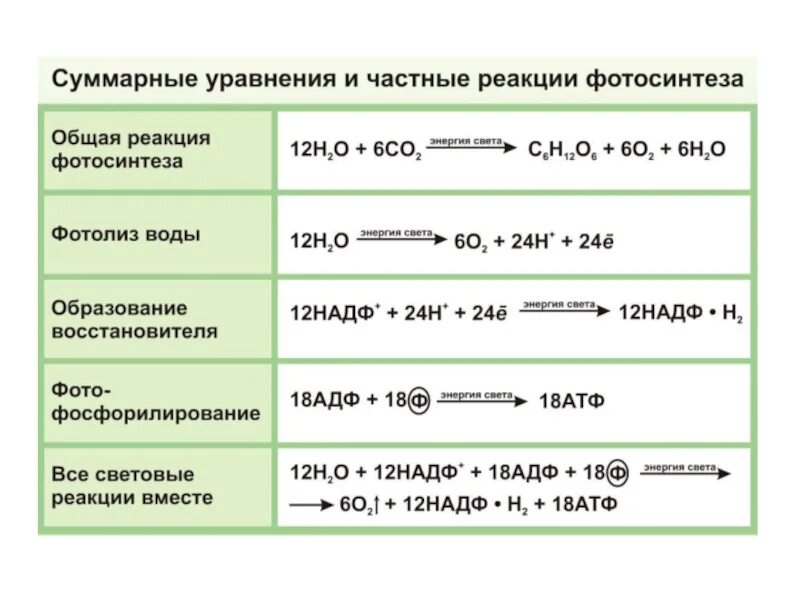 Темновая реакция. Общая формула Темновой фазы фотосинтеза. Уравнение реакции световой фазы фотосинтеза. Суммарное уравнение фазы световой фазы фотосинтеза. Формула Темновой фазы фотосинтеза.