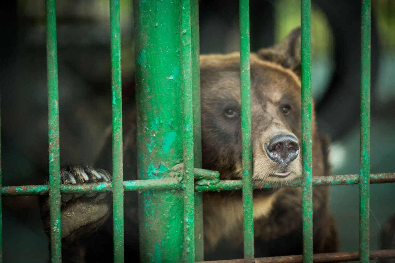югорский зверинец