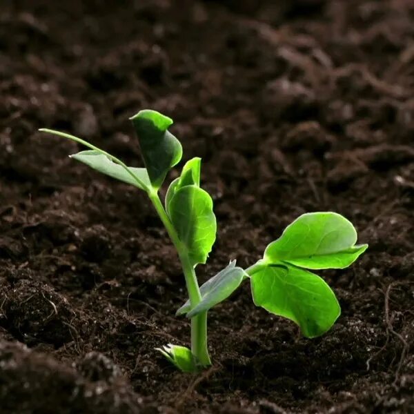 Проростки гороха. Ростки горошка. Проростки гороха. Проростки гороха микрозелень. Ростки гороха.