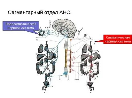 Сегментарный отдел вегетативной нервной системы представлен
