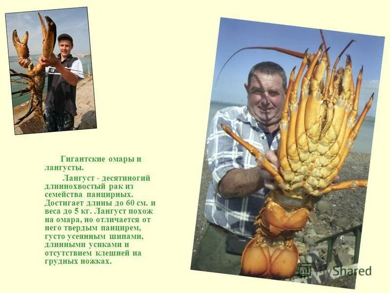 Креветка лангуст омар лобстер. Лобстер омар лангуст отличие. Лангуст лобстер омар разница. Лангустины омары лобстеры. Лангуст и лангустин в чем разница.