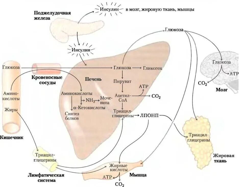 Влияние железа на печень. Схема действия инсулина на жировую ткань. Регуляция гормонами печень. Влияние гормонов на печень. Взаимосвязь гормонов поджелудочной железы.