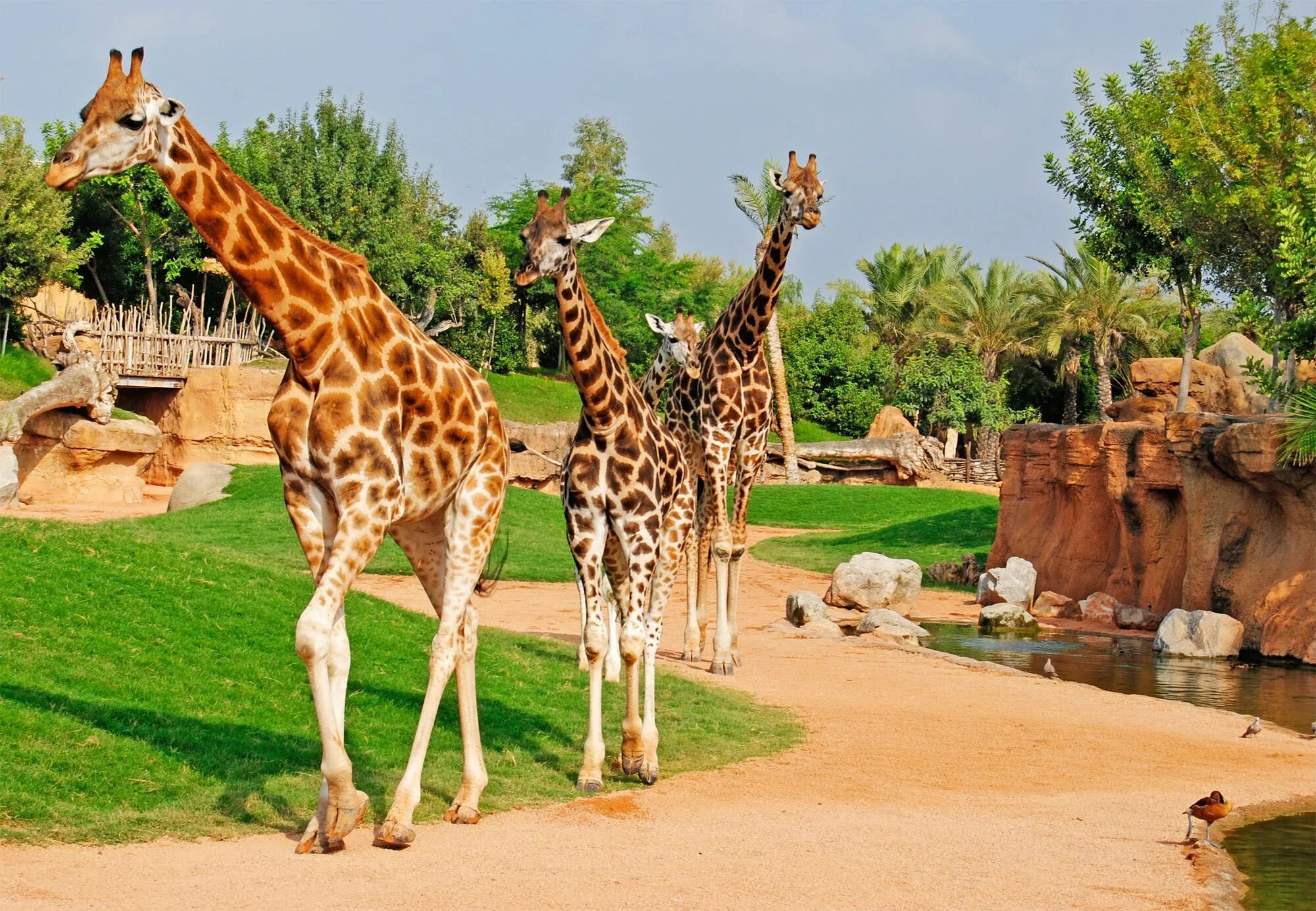 Zoo animals park. Биопарк Валенсия. Биопарк Валенсии в Испании. Зоопарк в Валенсии Испания. Валенсийский зоопарк Валенсия.