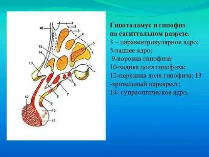 Паравентрикулярное ядро гипоталамуса