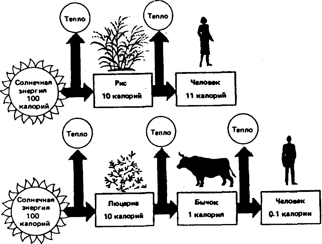Трофические уровни схема. Схема передачи энергии в пищевых цепях. Поток энергии и пищевые цепи схема. Схема передачи вещества и энергии в экосистеме. Поток энергии и пищевые цепи