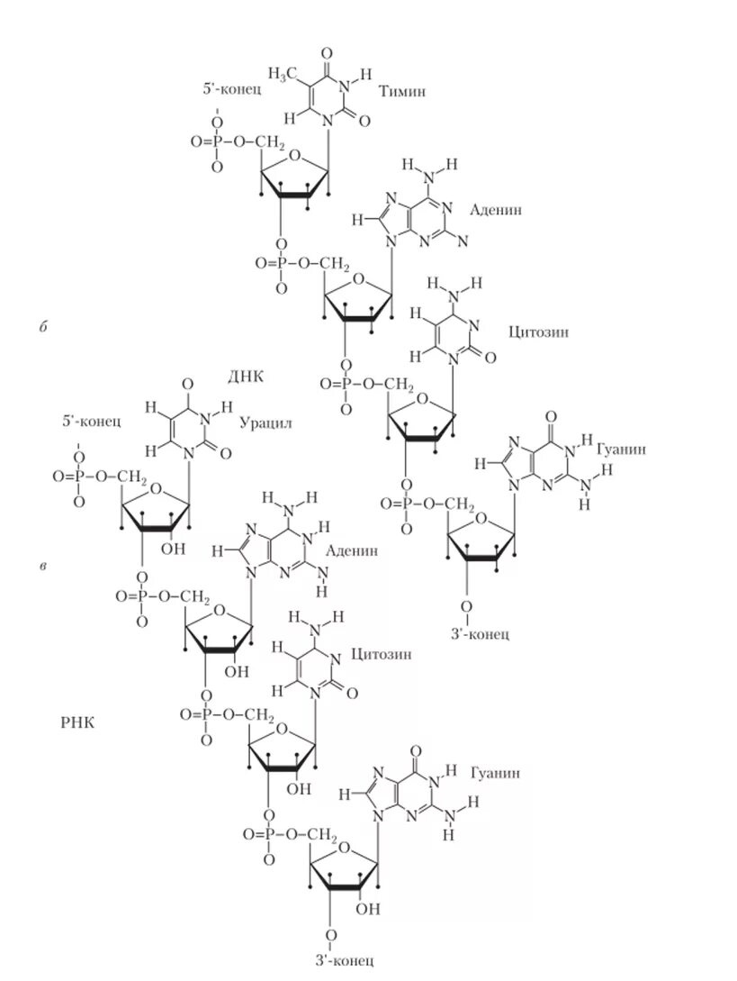 Адениновых нуклеотидов. Структура РНК формула. Формула молекулы нуклеотида ДНК. Первичная структура РНК формула. Строение ДНК формула химия.