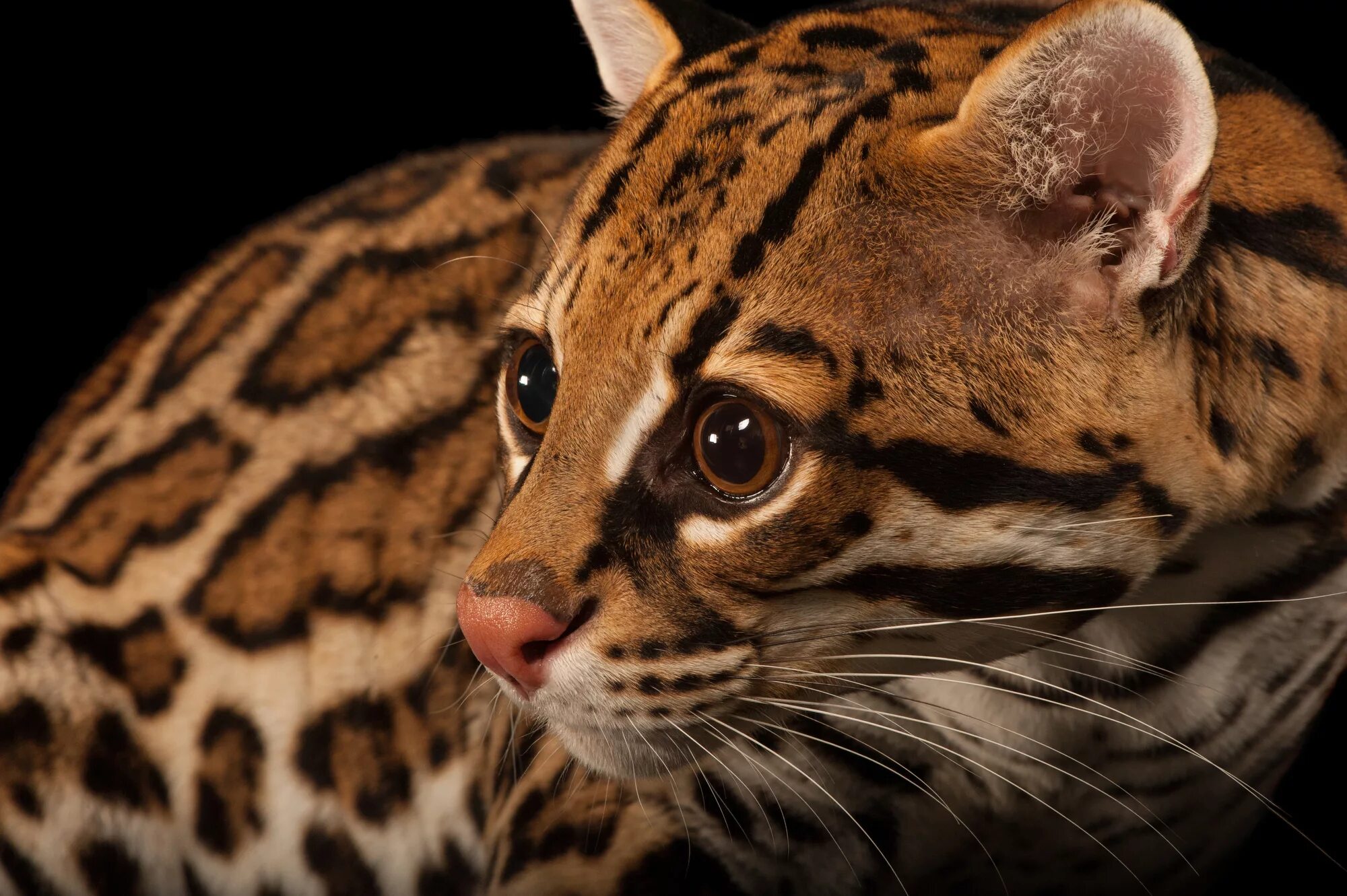 Оцелот цена. Леопард Оцелот. Оцелот кошка. Леопардовая кошка Оцелот. Дикая кошка Оцелот Южной Америки.