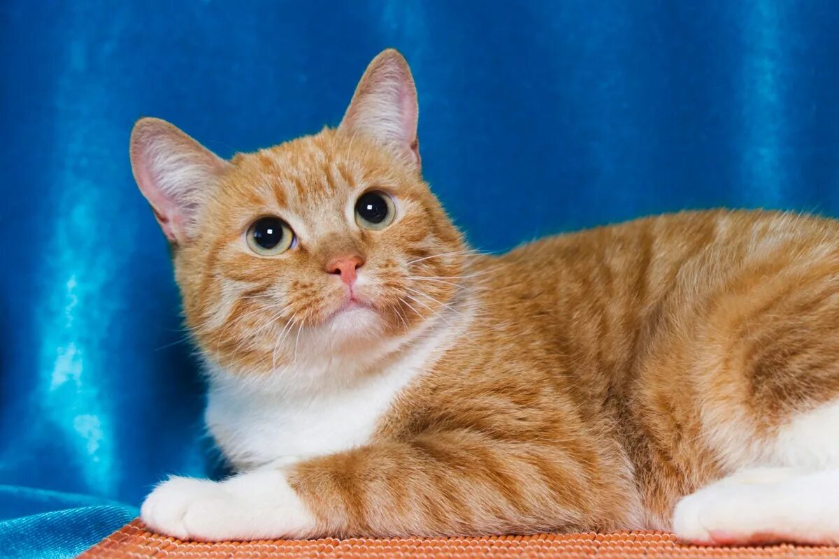 Рыжие породистые коты. Макрелевый табби рыжий. Европейская короткошерстная табби рыжий. Европейский короткошерстный кот рыжий. Европейская короткошерстная кошка рыжая.