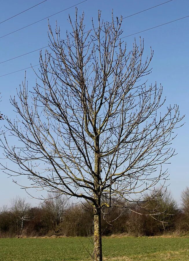 Клен без листьев. Fraxinus Excelsior diversifolia. Ясень обыкновенный Fraxinus Excelsior. Ясень обыкновенный диверсифолия. Ясень обыкновенный зима.