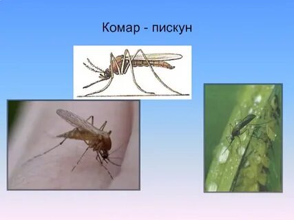Комар пискун
