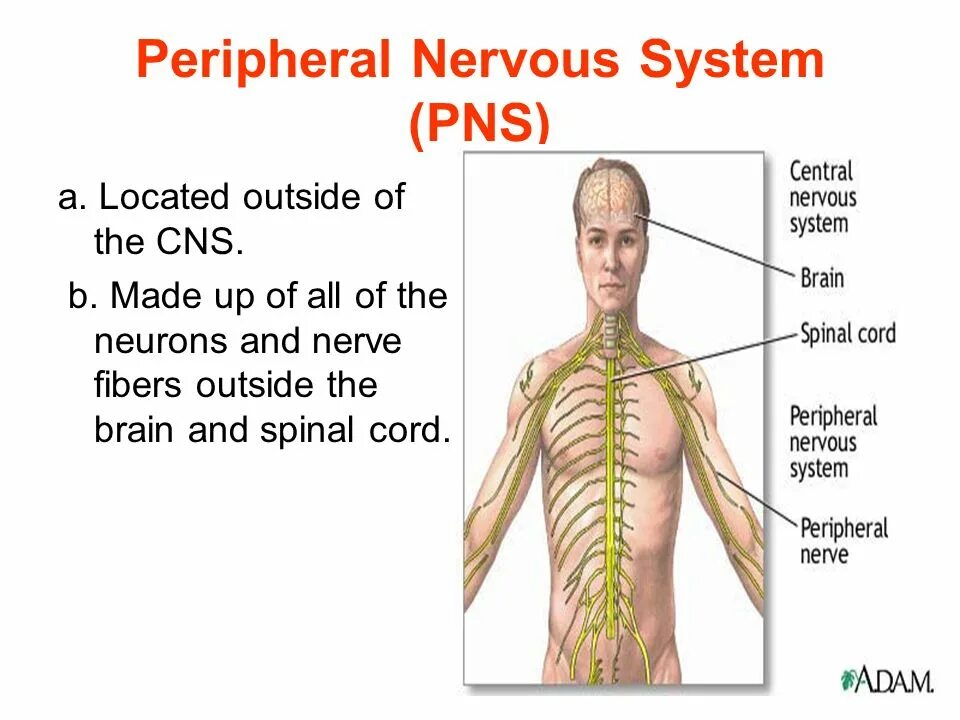 System location. Peripheral nervous system презентация\. the nervous system гдз английский. central and peripheral nervous system gif. what makes up the peripheral nervous system?.