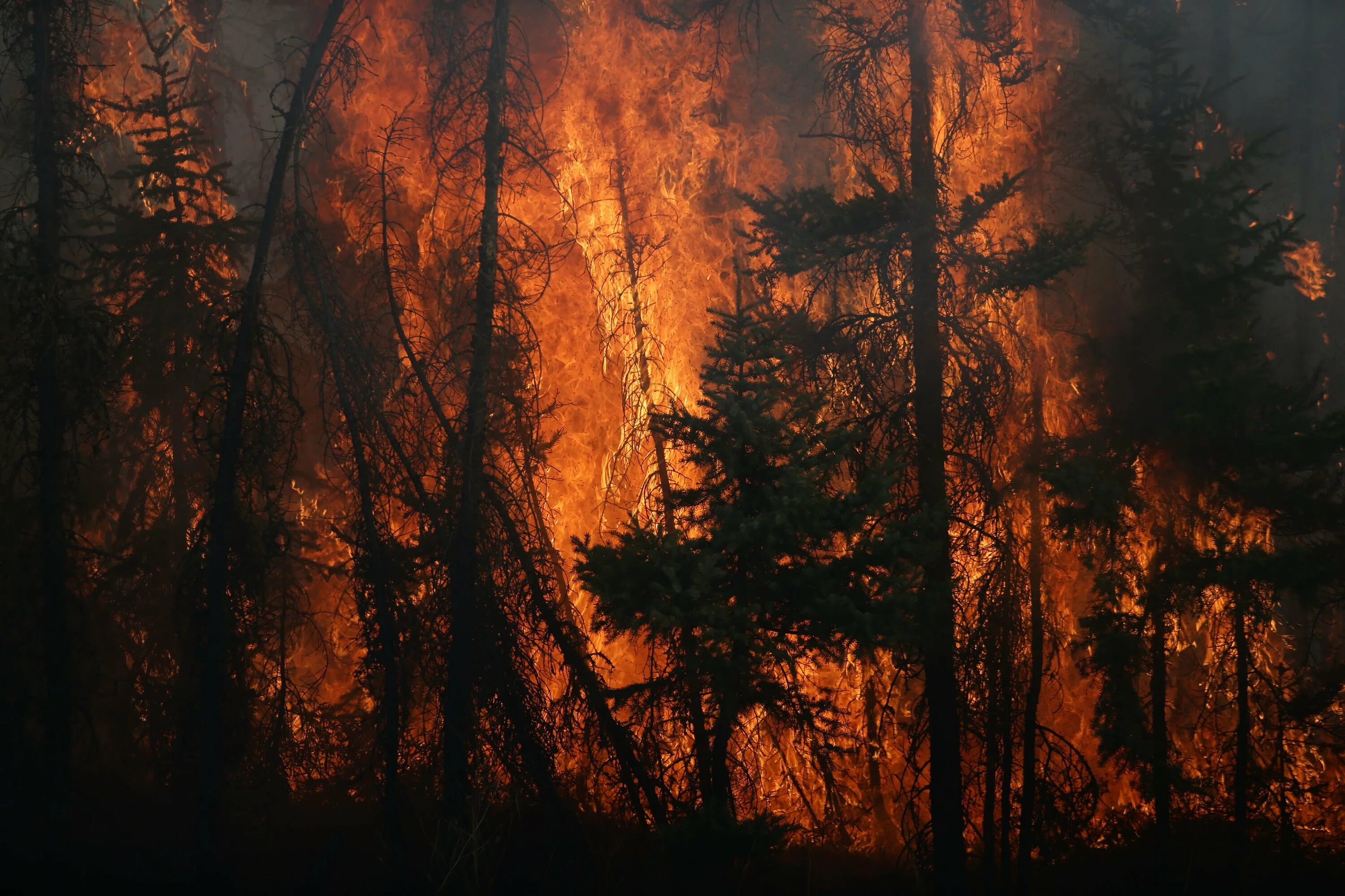 Мокрые леса загорались величественными багряными. Горящий Лис. Пожар в лесу. Лес в огне. Горящий лес.