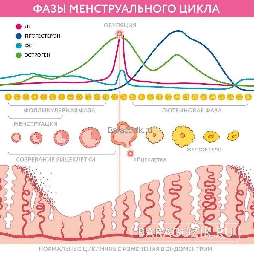 Правильный цикл