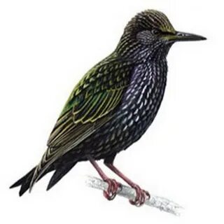 Картинка скворец для дошкольников