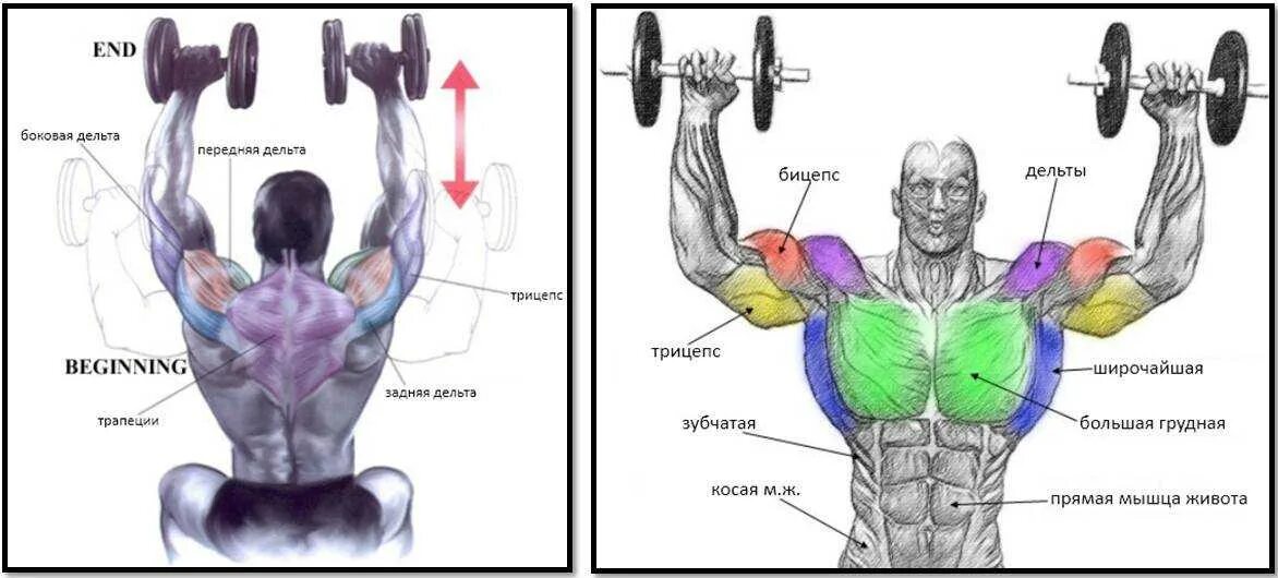 Передняя дельта с гантелями. Жим гантелей вверх на передние дельты. Жим гантелей передняя Дельта. Жим гантелей сидя, передняя Дельта. Жим гантелей вверх сидя (дельты).